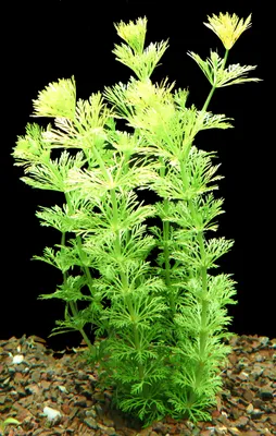 Produktbild von 1 Bund Sumpffreund (Limnophila Sessiliflora)
