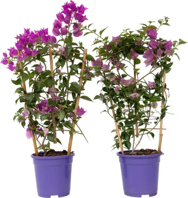 Image de Bougainvillier - Set de 2 - Bougainvillea 'Alexandra' - Hauteur 50-60cm - ⌀17cm