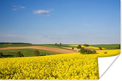 Produktbild von MuchoWow® Poster Frühling - Blumen - Gelb 120x80 cm - Bilder