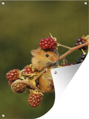 Produktbild von MuchoWow® 30x40 cm Outdoor-Poster Gartendeko Sichtschutz Garten Poster für den Garten  Erntemaus auf Beeren