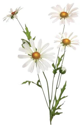 Produktbild von Künstliche Margerite 60cm, Wiesenblume weiß CREME-WEISS