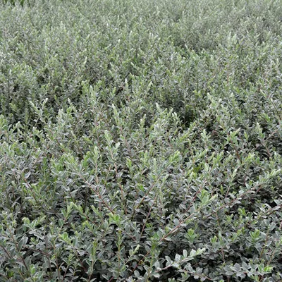 Image de 2 x Saule des sables - Salix repens nitida | 50-60 cm en conteneur
