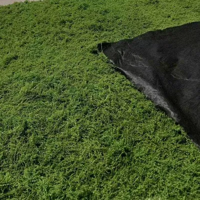 Produktbild von AQCQDQ Moosmatten zur Dekoration, flaches Moos für Moosbilder und Mooswände, Kunstmoos, Kunstmoos zur Dekoration, künstliches Dekorationsmoos, Bastelmoos, Moosmatten, Frühlingsdekoration (dunkelgrün, 100 × 100 cm)