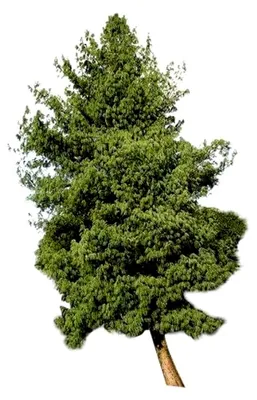 Produktbild von Tränen-Kiefer (Pinus wallichiana) 10 Samen (winterhart)