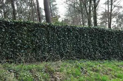 Produktbild von Hedera helix - Gemeine Efeu 80-100 cm | Topf