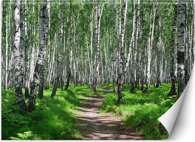 Produktbild von Vlies fototapete Birkenwald 250x175 cm Feeby Grün inkl. Kleber einfache Montage