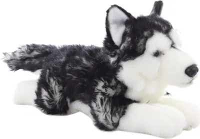 Image de Husky en peluche couché 35 cm