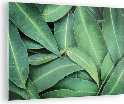 Produktbild von Bilder auf glas - Einteilig - Blätter Eukalyptus Natur - 70x50cm - Glasbilder - Wandbilder - Bilder - zum Aufhängen bereit - Wanddekoration aus Glas - Glas Bilder - Wandbild auf Glas - GAA70x50-4933