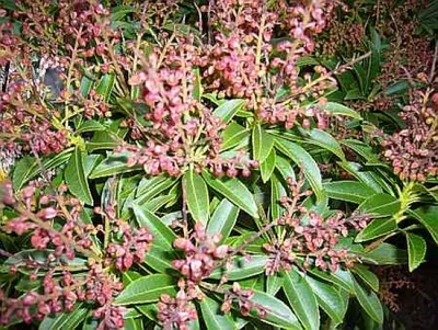 Produktbild von Pieris japonica Cupido - Japanische Lavendelheide - Schattenglöckchen - 30-40