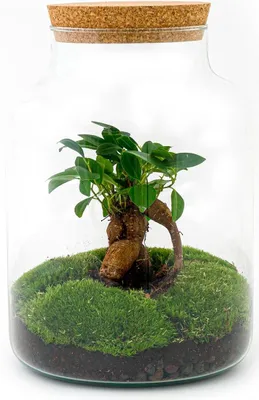 Obrázok produktu pre Mlie?na záhrada vo f?aši - terárium pre domácich majstrov - výška 30 cm - s fikusom ženšenovým bonsajom