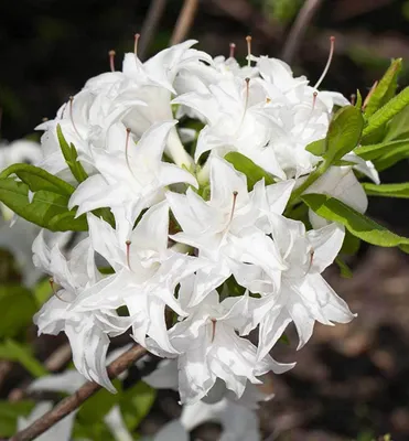 Produktbild von Großblumige Azalee 'SCHNEEKÖPFCHEN' 70-80 cm, Cont. 4 l