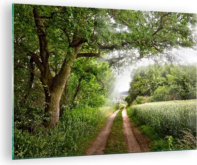 Produktbild von Bilder auf glas - Pfad Natur Wald Grün - 70x50cm - Glasbilder - Wandbilder - Kunstdruck - zum Aufhängen bereit - Wanddekoration aus Glas - Glas Bilder - Wandbild auf Glas - Einteilig - GAA70x50-2637