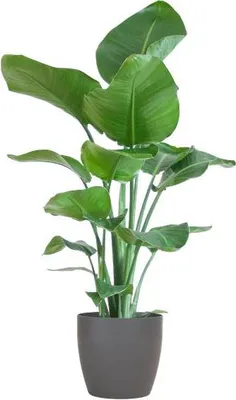 Zdjęcie produktu dla Strelitzia Nicolai – drzewo strelitzia – roślina doniczkowa – wysokość 80 cm – średnica 21 cm – wraz z doniczką Viber Grey – roślina rajskiego ptaka, tropikalna zieleń, łatwa w pielęgnacji