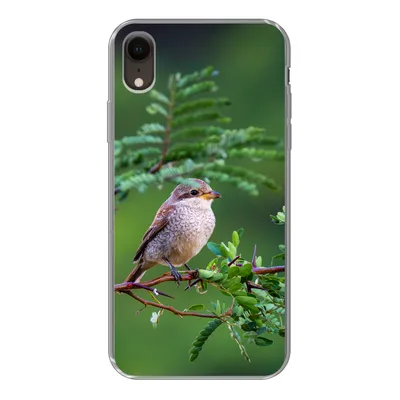 Produktbild von MuchoWow® Handyhülle Schutzhülle Hülle für iPhone XR Vogel - Baum - Wald Silikon Softcase Handy Hülle - Schutzdeckel