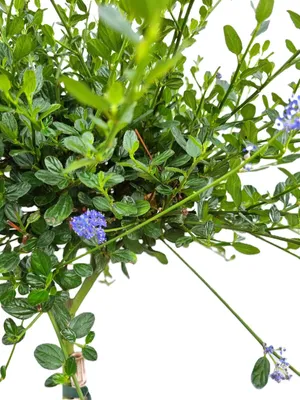 Image de Ceanothus Impressus Säckelblume "Victoria" 30 - 40 cm