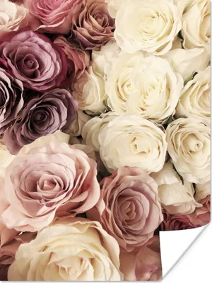 Produktbild von MuchoWow® Poster Rosen - Weiß - Vintage 120x160 cm - Wandbilder