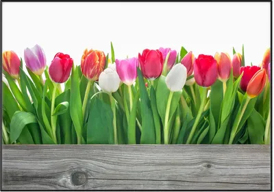 Produktbild von Wallario Wandbild Rote  weiße und pinke Tulpen im Frühling, Größe: 70,30 x 100,30 cm, Poster mit schwarzem Aluminiumrahmen