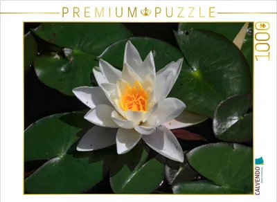 Produktbild von CALVENDO Puzzle Malerisch | 1000 Teile Lege-Größe 64x48cm Foto-Puzzle für glückliche Stunden