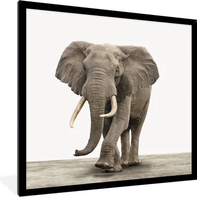 Produktbild von MuchoWow® Gerahmtes Poster Elefant - Kinder - Tiere - Mädchen 40x40 cm - Poster mit Schwarzem Bilderrahmen Wandposter Rahmen Foto Bilder - Mit Rahmen - Wanddekoration Schlafzimmer