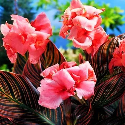 Obrázok produktu pre Canna Canna Pink Pink Dark Leaf 1 ks sadeničky canna canna