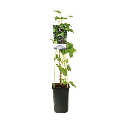 Zdjęcie produktu dla Ribes nigrum 'Ben Sarek' 60-70 cm - Czarna porzeczka | Wytrzymałe krzewy do ogrodu | Roślina owocowa do zbioru i dekoracji