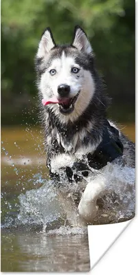 Produktbild von MuchoWow® Poster Husky im Wasser 20x40 cm - Plakat - Foto