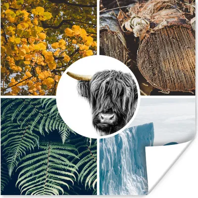 Produktbild von MuchoWow® Poster Schottische Hochlandrind - Collage - Pflanzen - Baum 100x100 cm - Babyzimmer