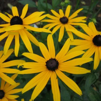 Obrázok produktu pre 6 x slnečnica  - Rudbeckia fulgida 'Goldsturm'  | Kvetináč 9 cm x 9 cm