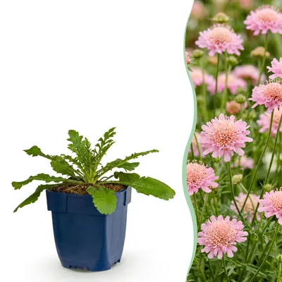 Image de Green boutiQ - Vasteplant - Scabiosa 'Pink Mist' - Douifkruid - Attire les abeilles et les papillons - Rose - 24 plants - Pot de 11 cm - Hauteur : 15-25 cm