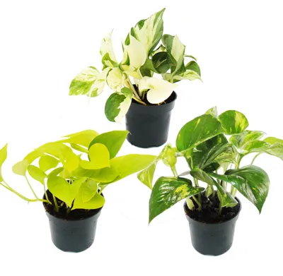 Produktbild von Zimmerpflanzen-Trio "Efeutute" - Set mit 3 verschiedenen Epipremnum-Arten - rankend
