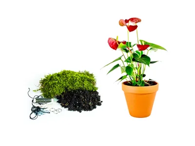 Obrázok produktu pre Gardners Kokedama "Vyrob si sám" Anthurium mix (M)