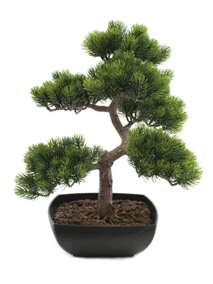 Obrázok produktu pre Europalms Bonsai-Pinie Kunstpflanze 50cm 82600110