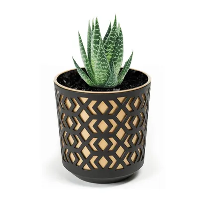 A succulent plant in a decorative pot against a white background.