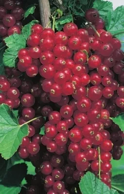Produktbild von Ribes rubrum Rovada - Rote Johannisbeere Rovada