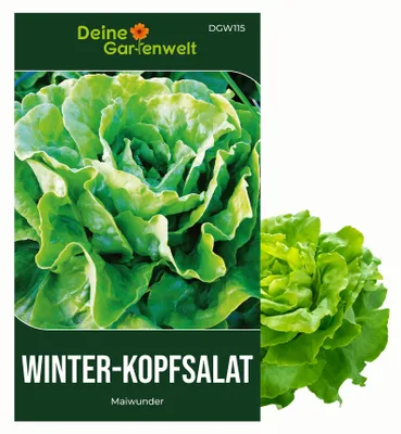 Produktbild von Winter-Kopfsalat Maiwunder Samen - Lactuca sativa - Winter-Kopfsalatsamen - Gemüsesamen - Saatgut für 500 Pflanzen