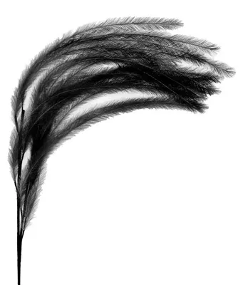 Image de Pomax Plum'O Kunstfeder, noir, hauteur 106 cm