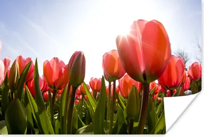 Produktbild von MuchoWow® Poster Ein Feld voller roter Tulpen 180x120 cm - Fotoplakat