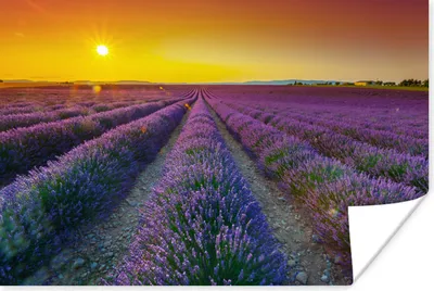 Produktbild von MuchoWow® Poster Oranger Sonnenuntergang über einem Feld voller Lavendel 180x120 cm - Fotoplakat