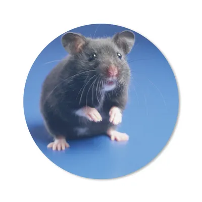 Produktbild von MuchoWow® Mauspad Mousepad Dunkelgrauer hamsterblauer Hintergrund 20x20 cm - Mousepads - Maus Mat - Pad - Mausunterlage - Schreibtischmatte
