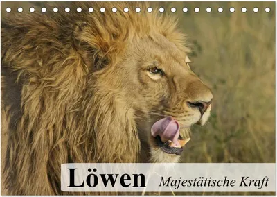 Produktbild von Löwen. Majestätische Kraft (Tischkalender 2025 DIN A5 quer), CALVENDO Monatskalender
