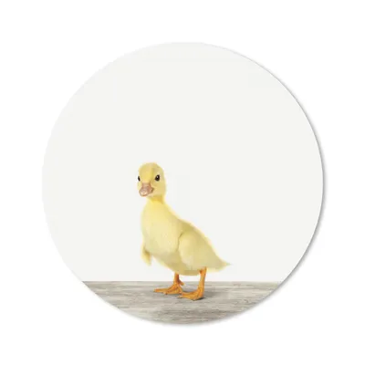 Produktbild von MuchoWow® Mauspad Mousepad Ente - Küken - Tiere - Süß - Mädchen - Jungen - Kinder 20x20 cm - Mousepads - Maus Mat - Pad - Mausunterlage - Schreibtischmatte