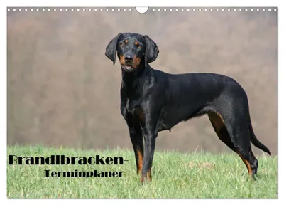 Produktbild von Der Brandlbracken-Terminplaner (Wandkalender 2027 DIN A3 quer), CALVENDO Monatskalender