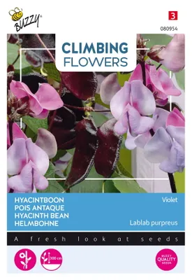 Produktbild von Buzzy Climbing Flowers Dolichos lablab Helmbohne Violet Samen - Ca. 3 gr | Buzzy_080954