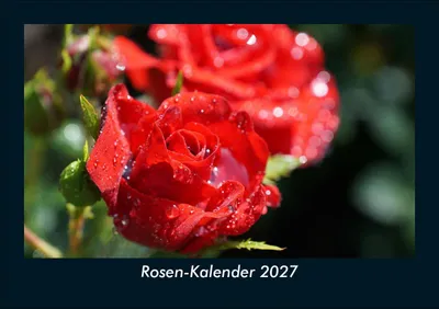 Produktbild von Rosen-Kalender 2027 Fotokalender DIN A5