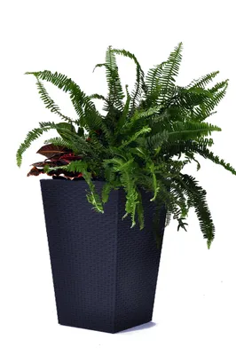 A dark gray rattan planter filled with green ferns and red-leafed plants, set against a white background.
