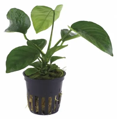 Productafbeelding van Moerings Anubias barteri | Speerblad | in 5 cm pot