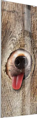 Produktbild von DEQORI Kleiderhaken aus Glas 50x125 cm 'Neugierige Hundeschnauze' Wand Garderobe Haken