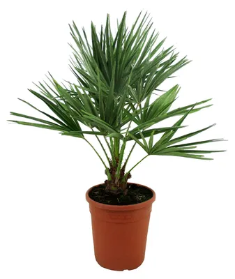 Zdjęcie produktu dla Bloomique - Chamaerops Humilis - Palma karłowata europejska - Palma mrozoodporna - Rośliny ogrodowe - 70-80 cm wysokości - Doniczka 21 cm, Obraz wygenerowany przez AI