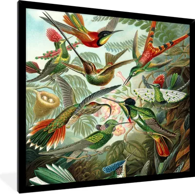 Produktbild von MuchoWow® Gerahmtes Poster Trochilidae - Ernst Haeckel - Vogel 40x40 cm - Poster mit Schwarzem Bilderrahmen Wandposter Rahmen Foto Bilder - Mit Rahmen - Wanddekoration Schlafzimmer