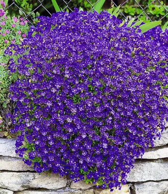 Produktbild von BALDUR Garten 9x Blaukissen Cascade Blue, Pflanzen im 9x9 cm-Topf, tausende von tiefblauen Blüten im Frühjahr, immergrüner, dicht wachsender Bodendecker, winterhart & trockenheitsresistent